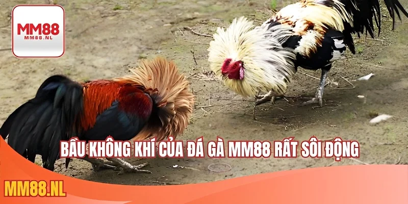 Bầu không khí của đá gà MM88 rất sôi động